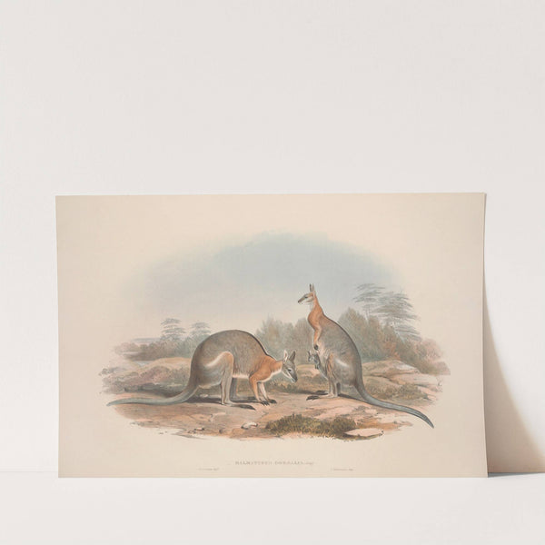 A monograph of the Macropodidae, or family of kangaroos Pl.08 by John Gould