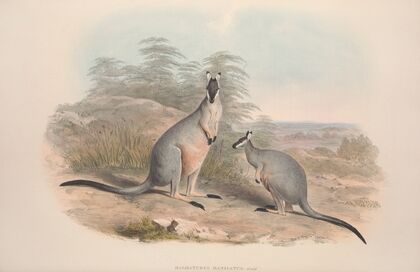 A monograph of the Macropodidae, or family of kangaroos Pl.09