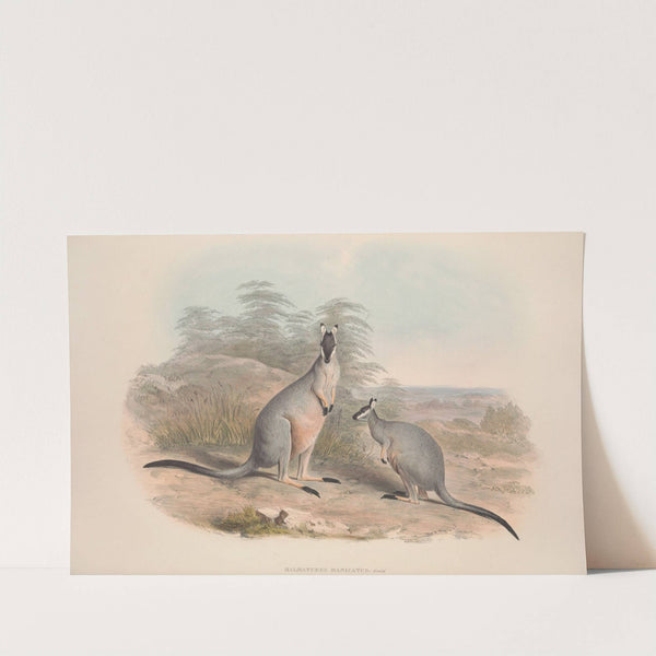 A monograph of the Macropodidae, or family of kangaroos Pl.09 by John Gould