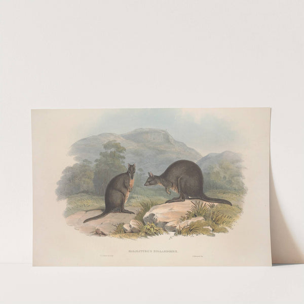 A monograph of the Macropodidae, or family of kangaroos Pl.10 by John Gould