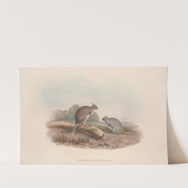 A monograph of the Macropodidae, or family of kangaroos Pl.12 by John Gould