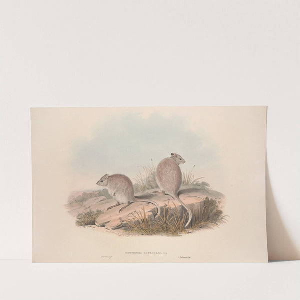 A monograph of the Macropodidae, or family of kangaroos Pl.13 by John Gould