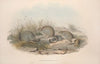 A monograph of the Macropodidae, or family of kangaroos Pl.14