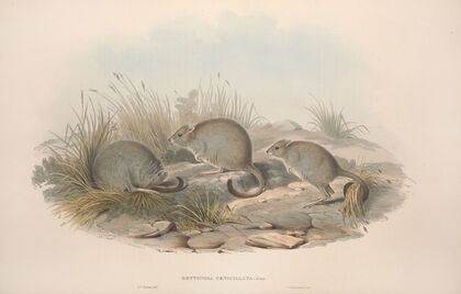 A monograph of the Macropodidae, or family of kangaroos Pl.14