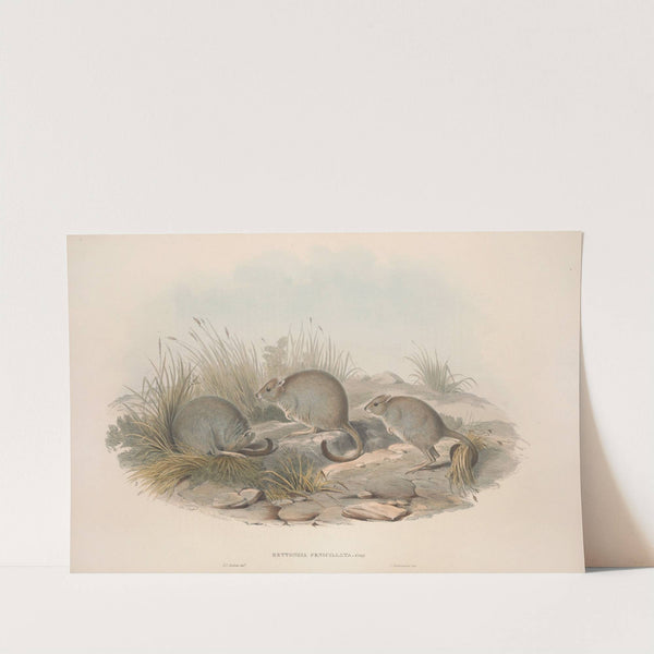 A monograph of the Macropodidae, or family of kangaroos Pl.14 by John Gould