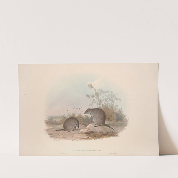 A monograph of the Macropodidae, or family of kangaroos Pl.15 by John Gould