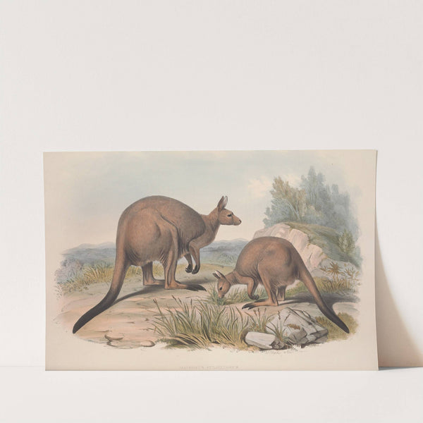 A monograph of the Macropodidae, or family of kangaroos Pl.16 by John Gould