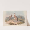 A monograph of the Macropodidae, or family of kangaroos Pl.17 by John Gould