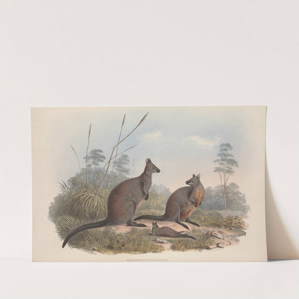 A monograph of the Macropodidae, or family of kangaroos Pl.18 by John Gould