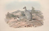 A monograph of the Macropodidae, or family of kangaroos Pl.19