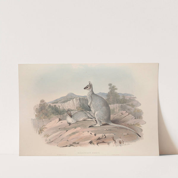 A monograph of the Macropodidae, or family of kangaroos Pl.19 by John Gould