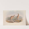 A monograph of the Macropodidae, or family of kangaroos Pl.20 by John Gould