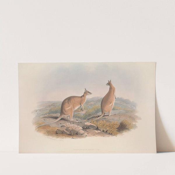 A monograph of the Macropodidae, or family of kangaroos Pl.20 by John Gould