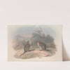 A monograph of the Macropodidae, or family of kangaroos Pl.21 by John Gould