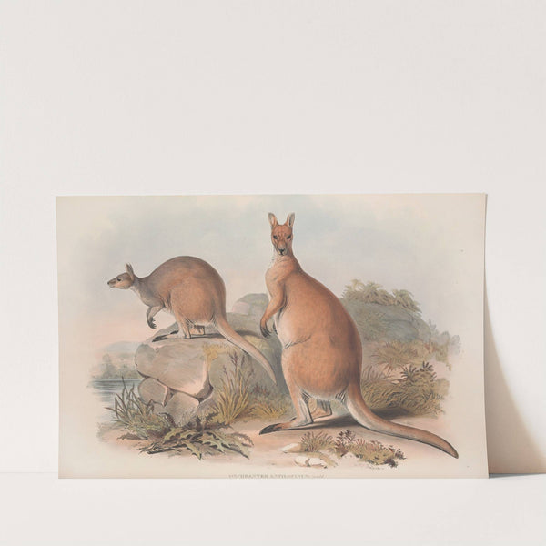A monograph of the Macropodidae, or family of kangaroos Pl.22 by John Gould