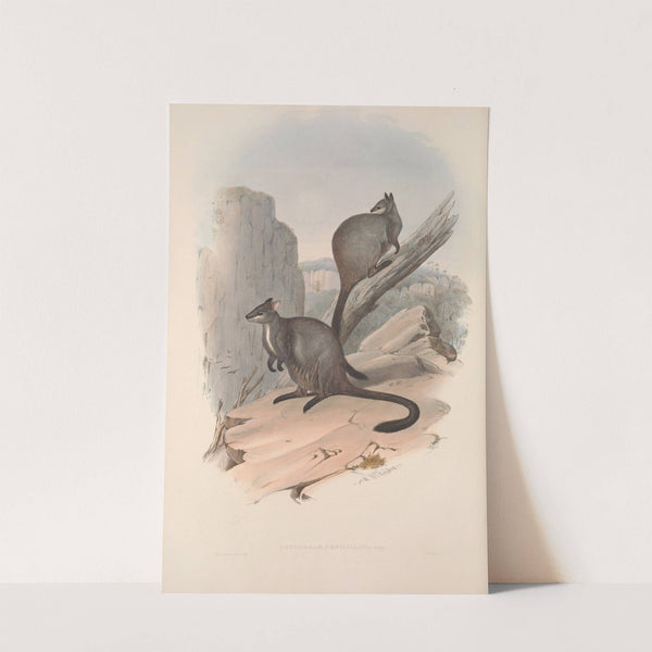 A monograph of the Macropodidae, or family of kangaroos Pl.23 by John Gould