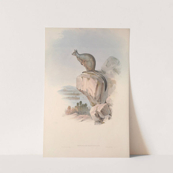 A monograph of the Macropodidae, or family of kangaroos Pl.25 by John Gould