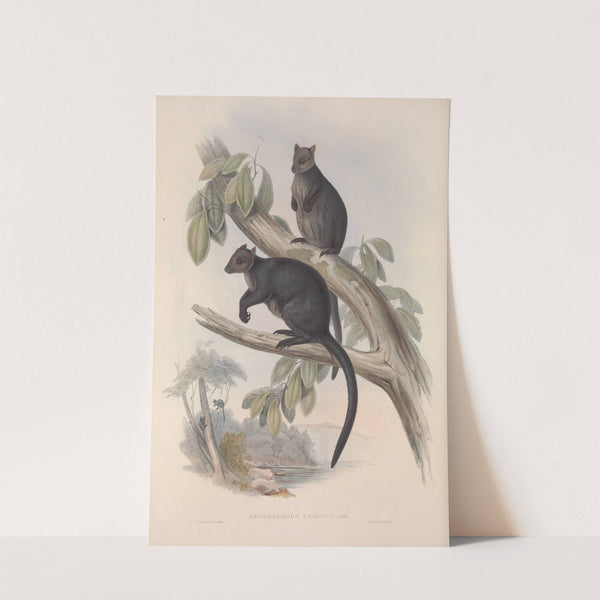 A monograph of the Macropodidae, or family of kangaroos Pl.26 by John Gould