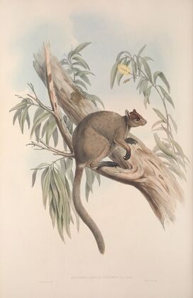 A monograph of the Macropodidae, or family of kangaroos Pl.27