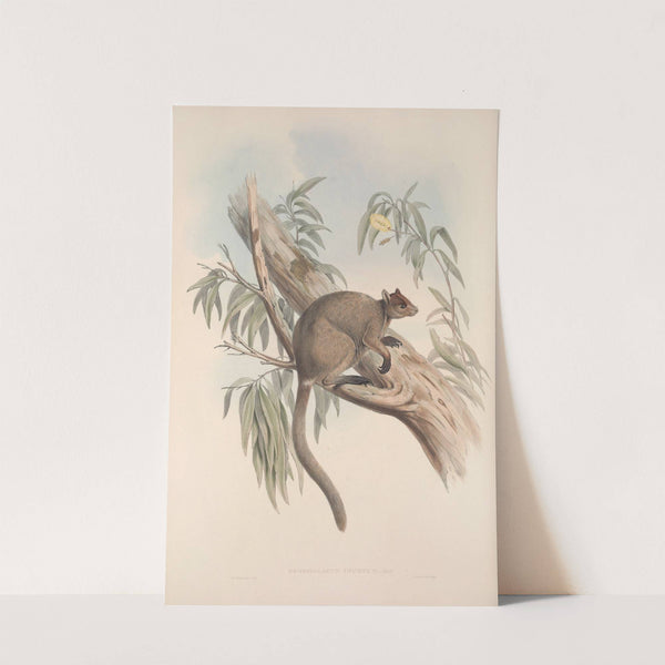 A monograph of the Macropodidae, or family of kangaroos Pl.27 by John Gould