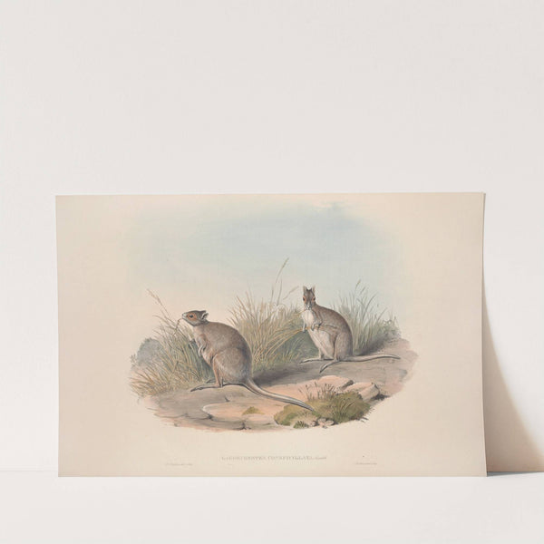 A monograph of the Macropodidae, or family of kangaroos Pl.28 by John Gould