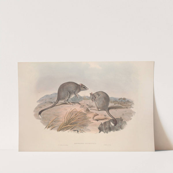 A monograph of the Macropodidae, or family of kangaroos Pl.29 by John Gould