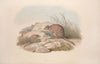 A monograph of the Macropodidae, or family of kangaroos Pl.30