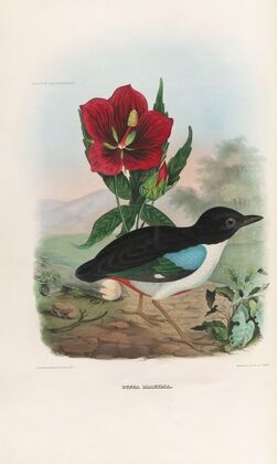 A monograph of the Pittidæ, or family of ant-thrushes Pl.02