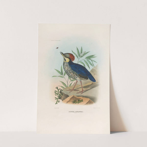 A monograph of the Pittidæ, or family of ant-thrushes Pl.03 by Daniel Giraud Elliot