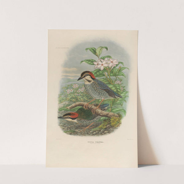 A monograph of the Pittidæ, or family of ant-thrushes Pl.04 by Daniel Giraud Elliot