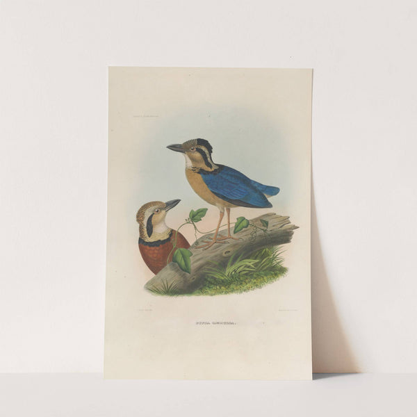 A monograph of the Pittidæ, or family of ant-thrushes Pl.05 by Daniel Giraud Elliot