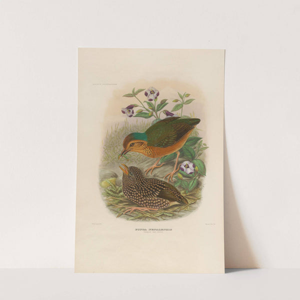 A monograph of the Pittidæ, or family of ant-thrushes Pl.07 by Daniel Giraud Elliot