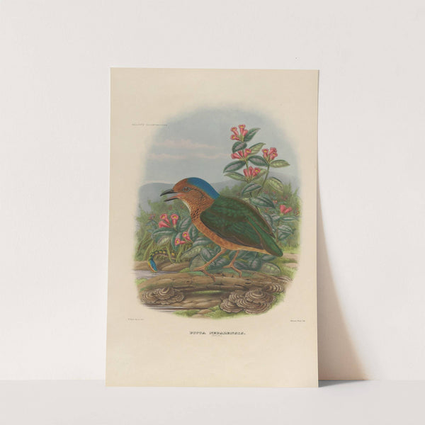 A monograph of the Pittidæ, or family of ant-thrushes Pl.08 by Daniel Giraud Elliot