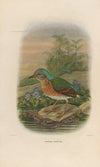A monograph of the Pittidæ, or family of ant-thrushes Pl.09