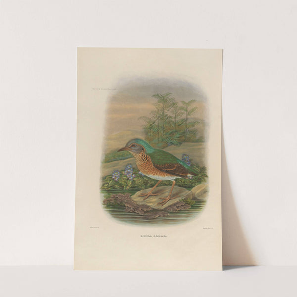 A monograph of the Pittidæ, or family of ant-thrushes Pl.09 by Daniel Giraud Elliot