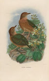 A monograph of the Pittidæ, or family of ant-thrushes Pl.10