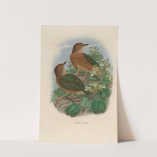 A monograph of the Pittidæ, or family of ant-thrushes Pl.10 by Daniel Giraud Elliot