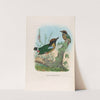 A monograph of the Pittidæ, or family of ant-thrushes Pl.11 by Daniel Giraud Elliot
