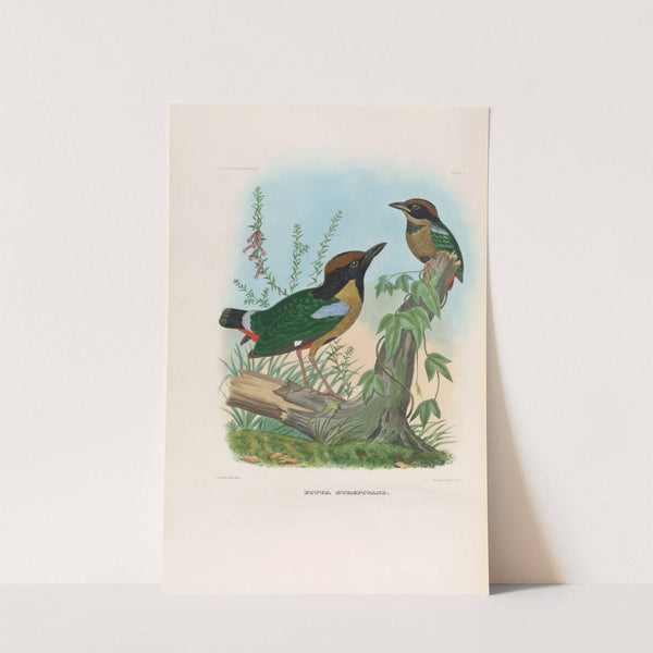 A monograph of the Pittidæ, or family of ant-thrushes Pl.11 by Daniel Giraud Elliot