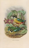 A monograph of the Pittidæ, or family of ant-thrushes Pl.12