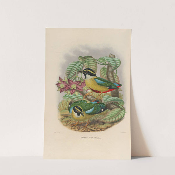 A monograph of the Pittidæ, or family of ant-thrushes Pl.12 by Daniel Giraud Elliot