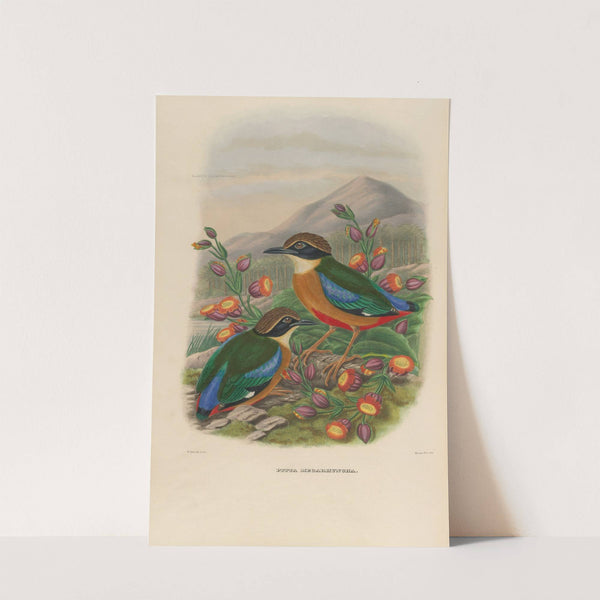 A monograph of the Pittidæ, or family of ant-thrushes Pl.16 by Daniel Giraud Elliot