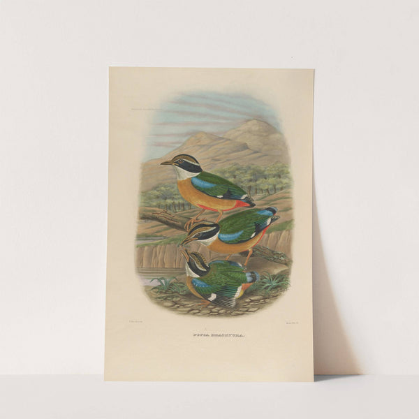 A monograph of the Pittidæ, or family of ant-thrushes Pl.17 by Daniel Giraud Elliot