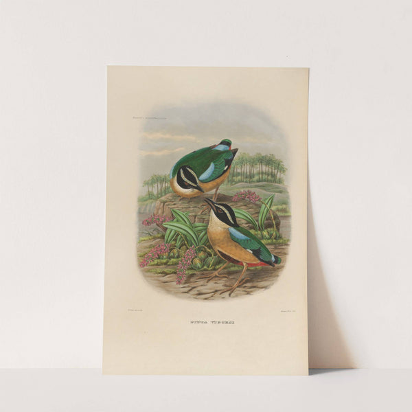 A monograph of the Pittidæ, or family of ant-thrushes Pl.19 by Daniel Giraud Elliot
