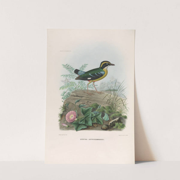 A monograph of the Pittidæ, or family of ant-thrushes Pl.20 by Daniel Giraud Elliot