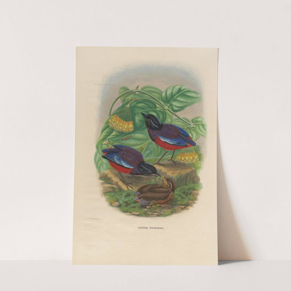 A monograph of the Pittidæ, or family of ant-thrushes Pl.22 by Daniel Giraud Elliot