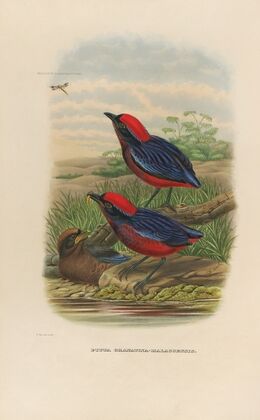 A monograph of the Pittidæ, or family of ant-thrushes Pl.23
