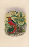 A monograph of the Pittidæ, or family of ant-thrushes Pl.25