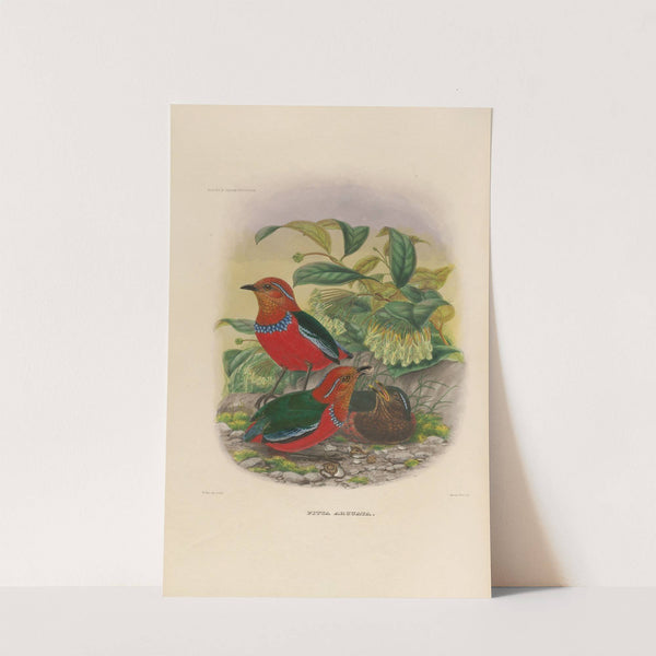 A monograph of the Pittidæ, or family of ant-thrushes Pl.25 by Daniel Giraud Elliot