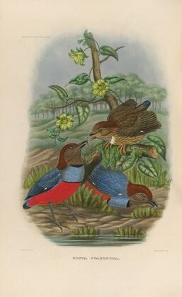 A monograph of the Pittidæ, or family of ant-thrushes Pl.30